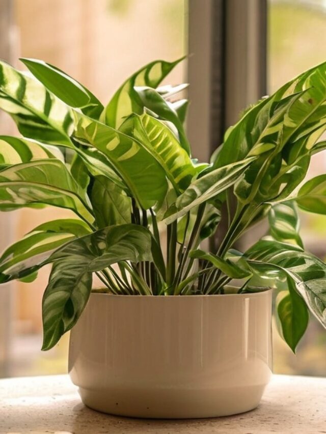 ZZ Plant Care: A Beginner’s Guide to Easy Indoor Gardening