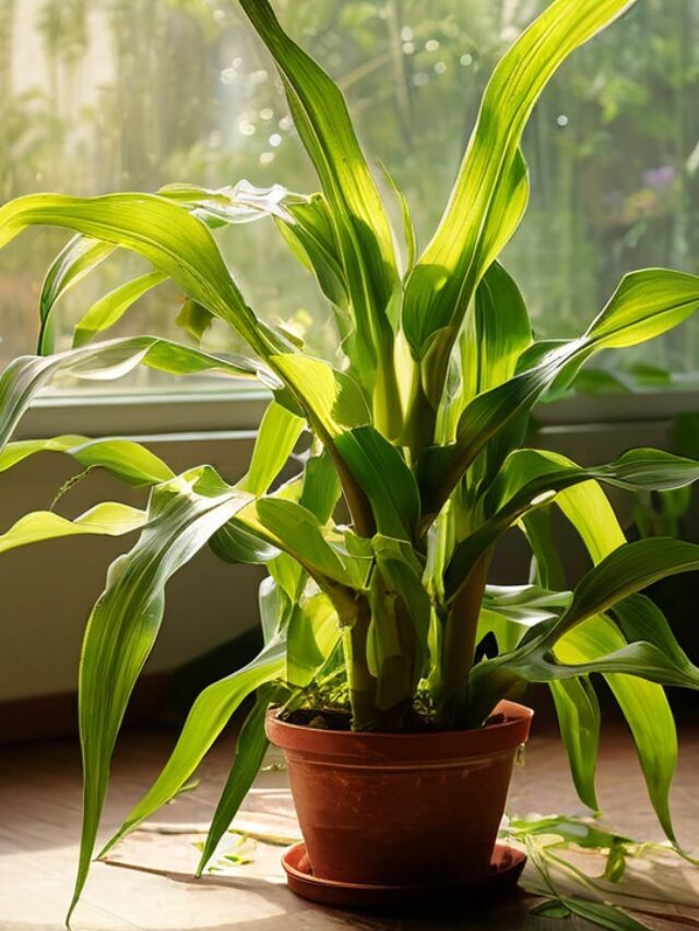 Corn: A Staple Crop with Endless Possibilities