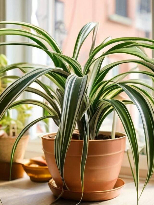 Spider Plant Secrets: Care Tips for Thriving Indoor Foliage